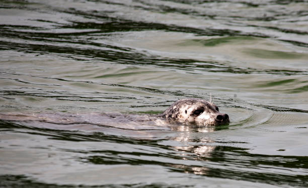 istock Harbor Seal Swimming Peacefully in Calm Coastal Waters 2195131371