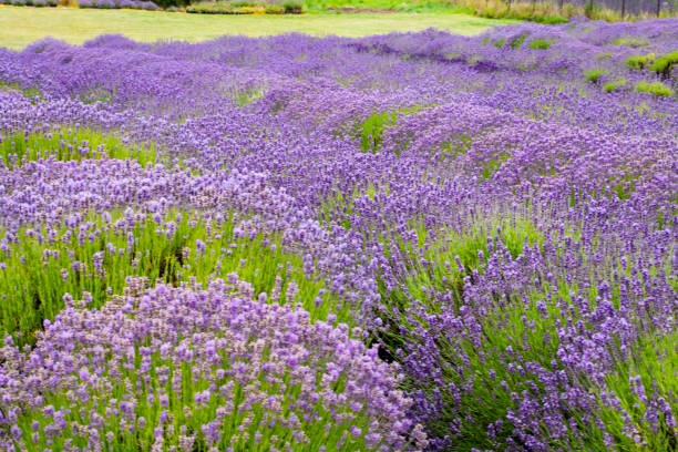 istock Scenic Lavender Field in Full Bloom Under Sunny Skies 2195131380