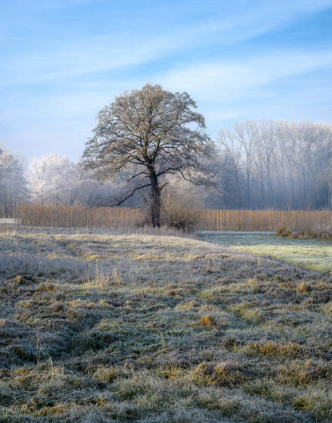 istock Winter scenic with a lonely frosted tree 2195131399