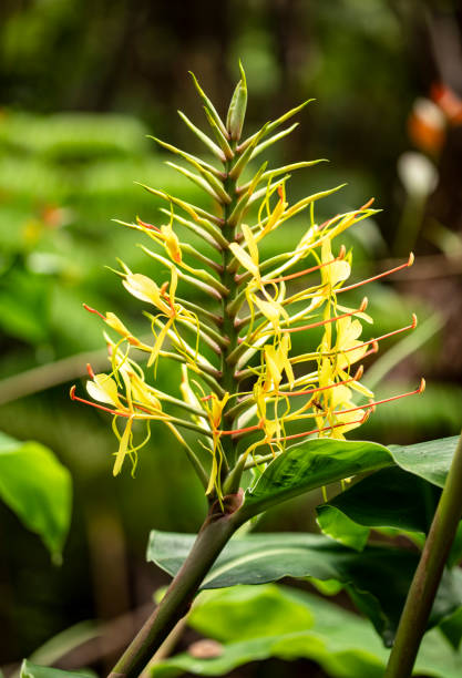 istock Kahili Ginger Flower Blooming in Lush Tropical Foliage 2195131434