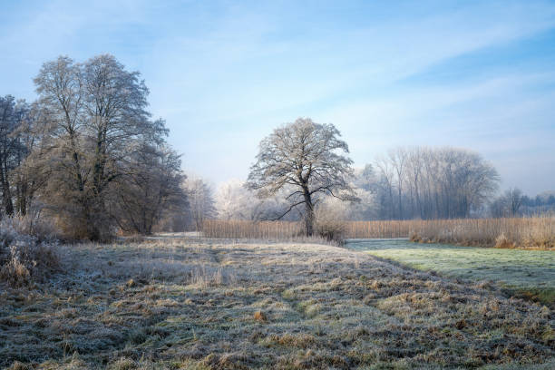 istock Winter scenic with a lonely frosted tree 2195131448