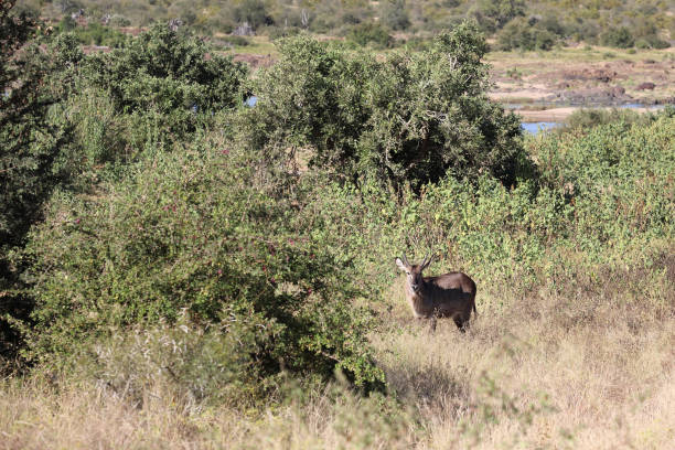 Wasserbock / Waterbuck / Kobus ellipsiprymnus