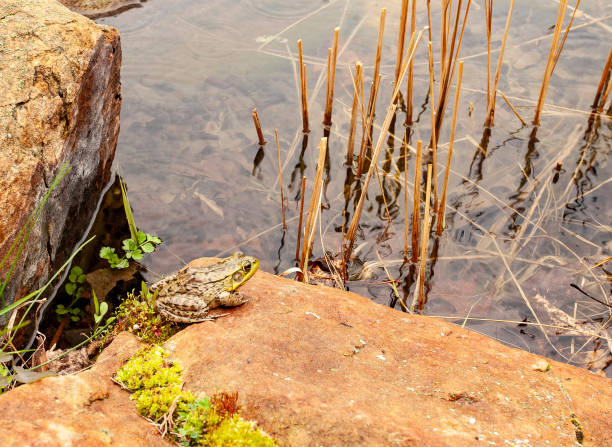 Square composition photography of one common brown spotted frog in France (Europe), close-up of the animal resting on standing water surface, illuminated in dark by bright sunlight in marshes and lush foliage swamp. Shot with copy space for design.
