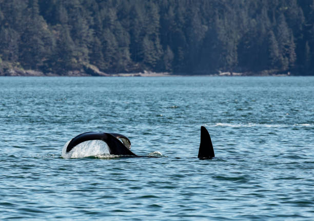 istock Orca Performing Tail Slap in Scenic Ocean Landscape 2195131948