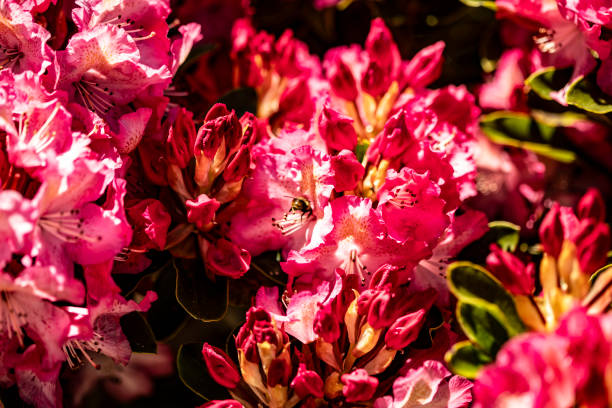 Close-up view of vibrant pink rhododendron flowers blossoming under warm sunlight, surrounded by natural greenery, conveying a sense of beauty, nature, and vivid springtime colors.