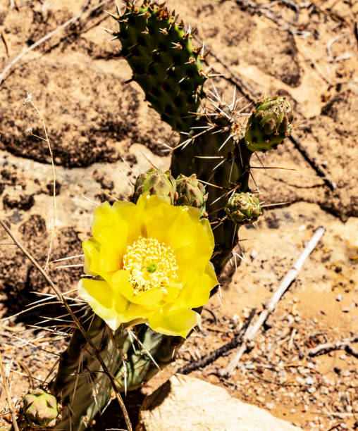 istock Yellow Blooming Tulip Prickly Pear Cactus in Desert Terrain under Sunlight 2195132386