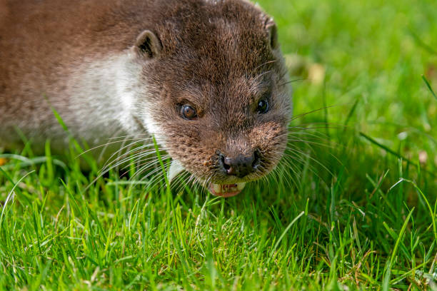 An otter easting a fish in Cisarua, West Java, Indonesia