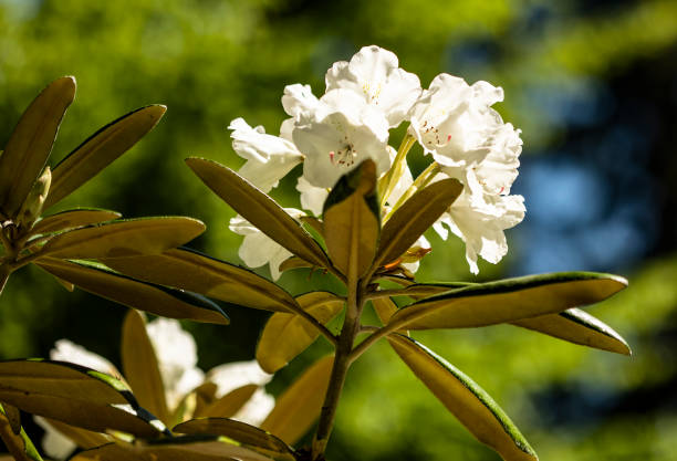 Beautiful white rhododendron flowers contrasting with rich green leaves, captured under natural sunlight. The blurred green background emphasizes the vibrant details and colors of the blooming flora.