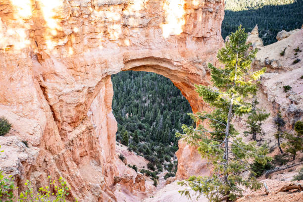 A scenic natural window rock formation in Bryce Canyon National Park displaying towering stone arches and vibrant forested surroundings.