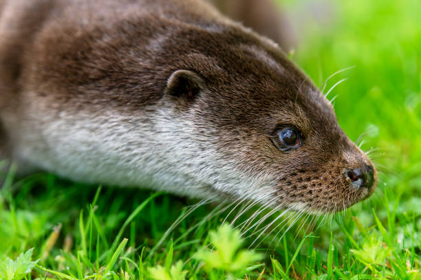 Otter on dry land hunting through grass. It is at the British Wildlife Centre, Lingfield who undertake rescue and breeding programmes for release into the wild.