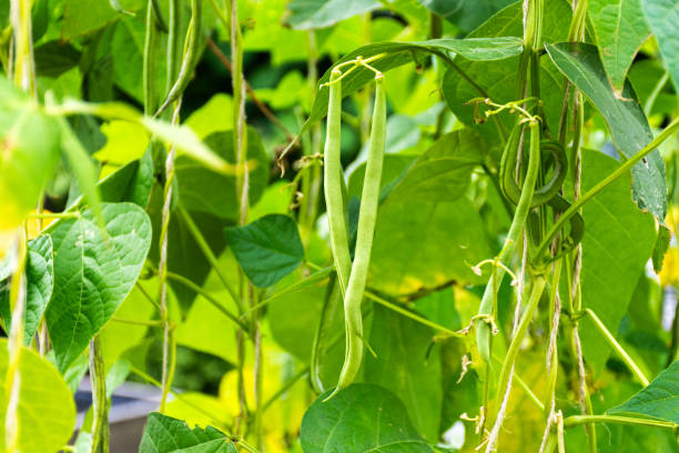istock Organic green beans growing 2195133004