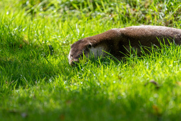 The North American river otter (Lontra canadensis), also known as the northern river otter or the common otter, is a semiaquatic mammal endemic to the North American continent, found in and along its waterways and coasts. Gray Lodge Wildlife Area, Sacramento Valley, California. On land. Butte County.
