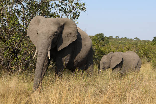 istock Afrikanischer Elefant / African elephant / Loxodonta africana 2195133672