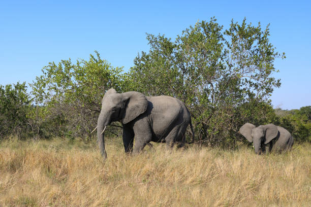 Elephants family are crossing the the road or walking on a field in South Africa national park
