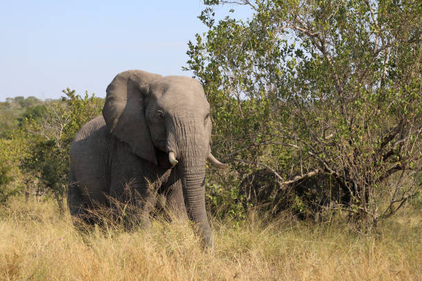 istock Afrikanischer Elefant / African elephant / Loxodonta africana 2195134312