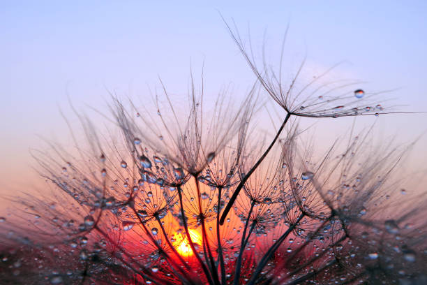 istock sunset. dandelion seeds in water drops close-up on a sunset background. selective focus 2195134462
