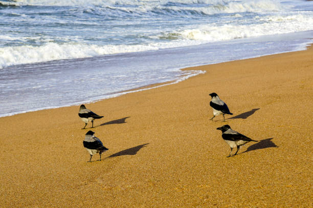 Four gray crows on the beach sand watching the wavy Baltic sea in a strong wind, crows on the sandy beach