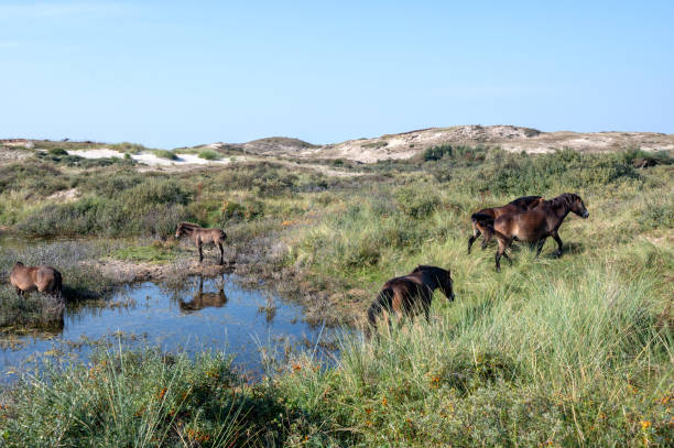 istock Wild horses at a small lake in a dune landscape 2195134939