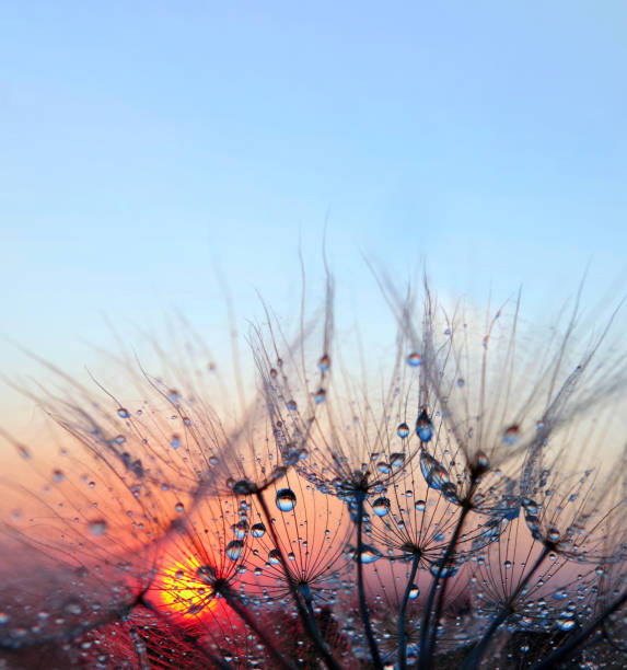 istock sunset. dandelion seeds in water drops close-up on a sunset background. selective focus 2195134967