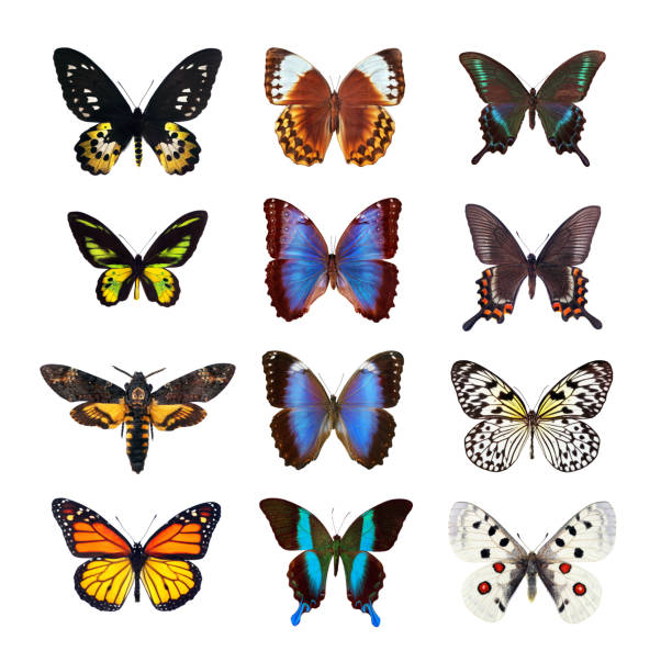 istock set of bright tropical butterflies isolated on white 2195135425