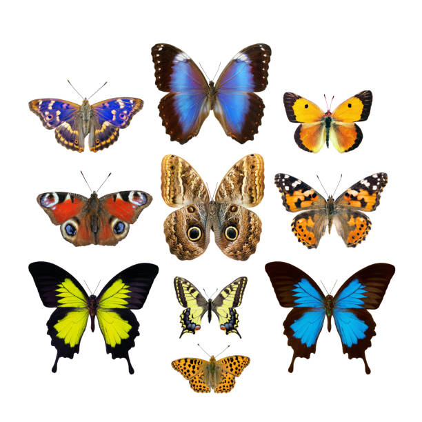 set of bright tropical butterflies isolated on white