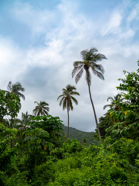 istock Tropical Jungle Landscape with Tall Palm Trees. 2195135483