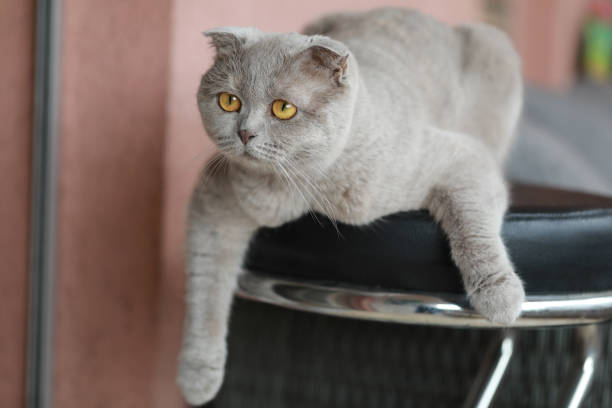 istock Scottish Fold: The cat that will make you fall in love 2195136659