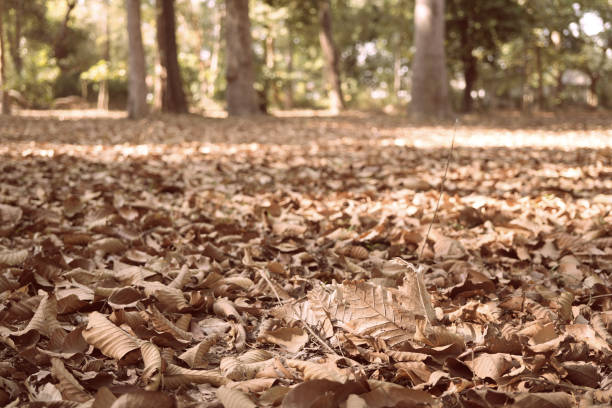 Sunlight Through Autumn Leaf in Serene Forest Setting