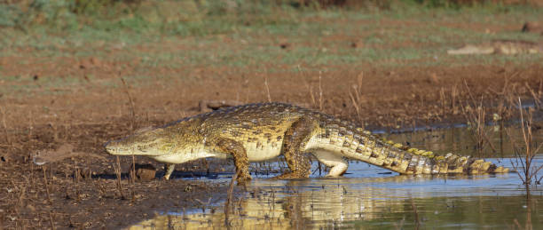 istock Nilkrokodil / Nile crocodile / Crocodylus niloticus 2195137152