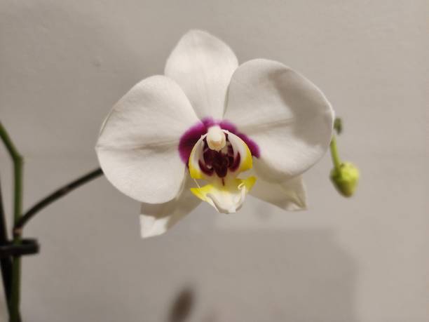 istock Blooming Orchid Plant 2195137260
