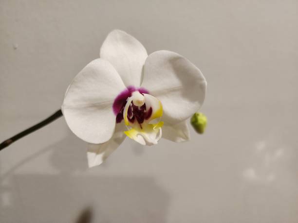 istock Blooming Orchid Plant 2195137264