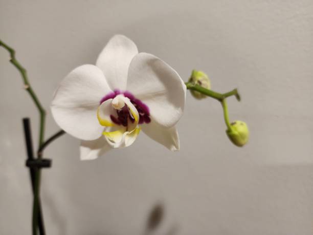 istock Blooming Orchid Plant 2195137267