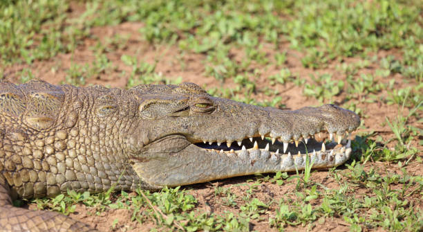 istock Nilkrokodil / Nile crocodile / Crocodylus niloticus 2195137609