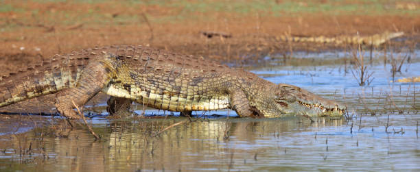 istock Nilkrokodil / Nile crocodile / Crocodylus niloticus 2195137651