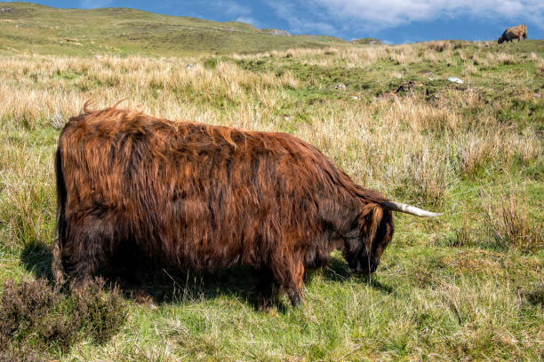 Animals from the Thuringian Forest