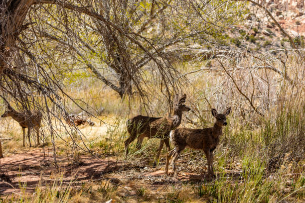 A family of Mule Deer were crossing the road at Capitol Reef NP.