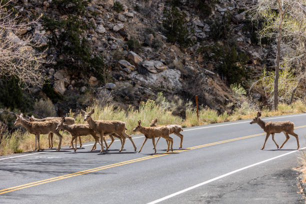 istock Mule Deer at Capitol Reef National Park 2195138921