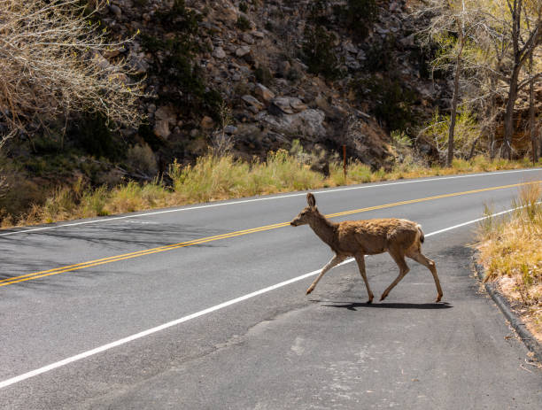 istock Mule Deer at Capitol Reef National Park 2195138956