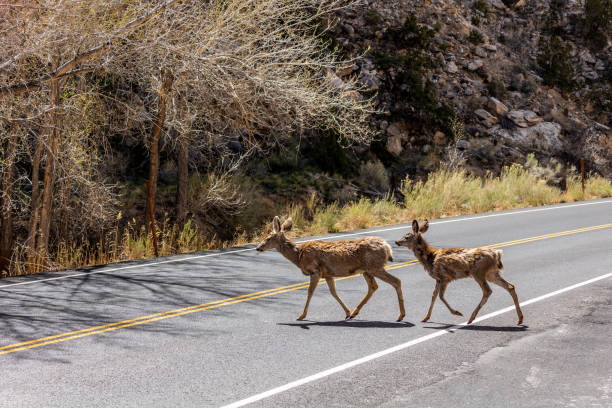 istock Mule Deer at Capitol Reef National Park 2195139080