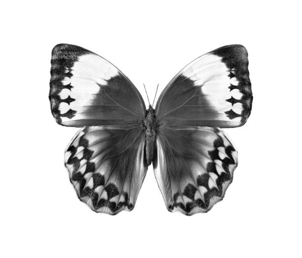 istock tropical morpho butterfly black and white isolated on white. 2195139082