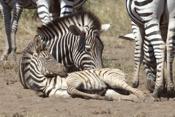 istock Steppenzebra / Burchell's zebra / Equus quagga burchellii 2195139117