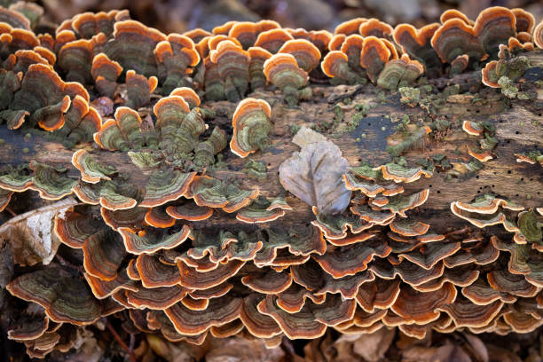istock Colorful tree fungus 2195139147