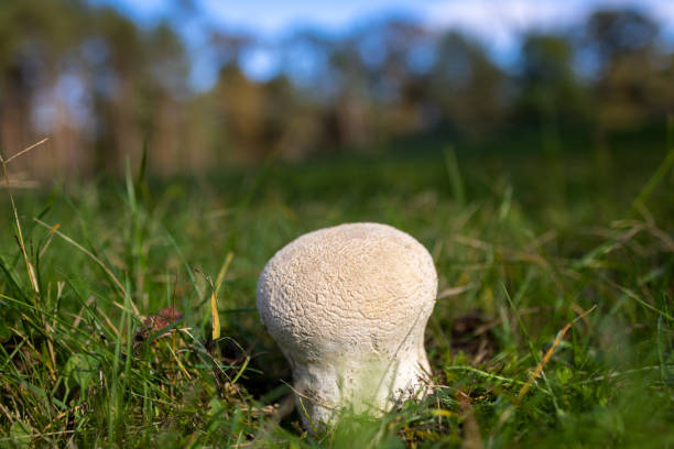 Calvatia gigantea, commonly known in English as the giant puffball, is a puffball mushroom commonly found in meadows, fields, and deciduous forests in late summer and autumn.