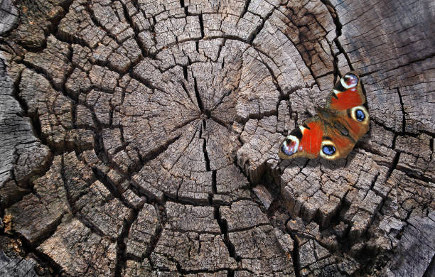 Close up of peacock butterfly