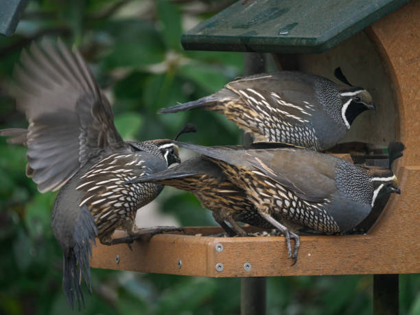 Four California quail in a large bird feeder. Willamette Valley of Oregon. Not captive, are fee flying.