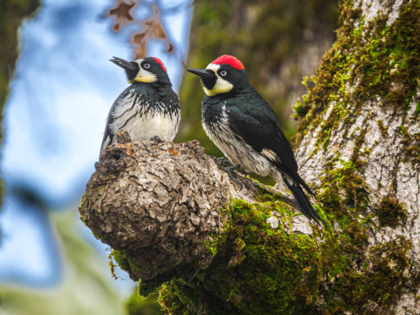 Two Acorn Woodpeckers On Tree trunk