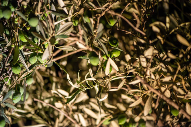 A serene nighttime scene showcasing the delicate leaves of an olive tree, gently illuminated by moonlight, capturing the quiet elegance of nature.
