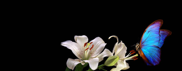 istock bright blue tropical morpho butterfly on white lily flowers isolated on black. morpho butterfly on flowers 2195141944