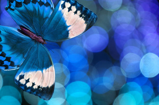 istock bright blue tropical morpho butterfly on a blurred blue background 2195142191