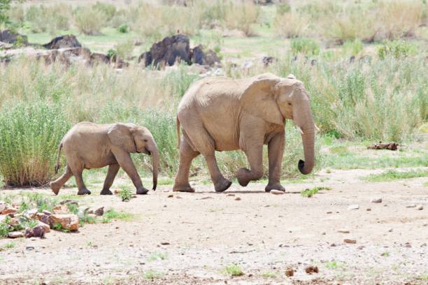istock Elephant family in the bush 2195142262